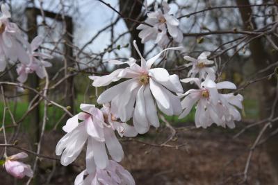 Magnolia stellata 'Rohrbach' (Rohrbach Star Magnolia), flower, full