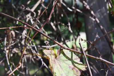 Vitis amurensis (Amur Grape), tendril, bark, twig