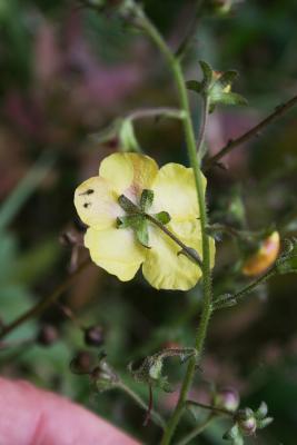 Verbascum blattaria (Moth Mullein), flower, back