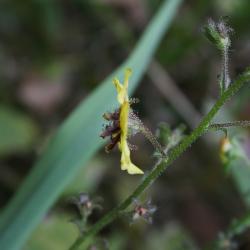 Verbascum blattaria (Moth Mullein), flower, side