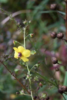 Verbascum blattaria (Moth Mullein), flower, full