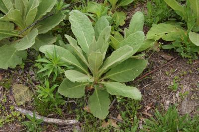 Verbascum thapsus (Common Mullein), habit, spring