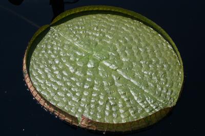 Victoria cruziana (Santa Cruz Water Lily), leaf, summer