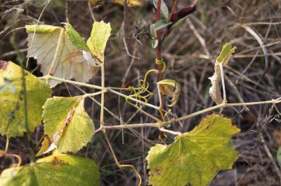 Vitis labrusca (Fox Grape), tendril