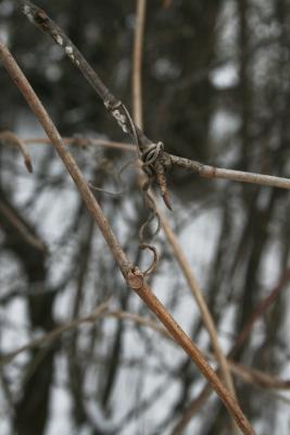 Vitis riparia (Riverbank Grape), bud, lateral, tendril, bark, twig