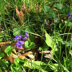 Viola sororia (Common Blue Violet), habit, spring, flower, full