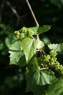 Vitis riparia (Riverbank Grape), bud, flower
