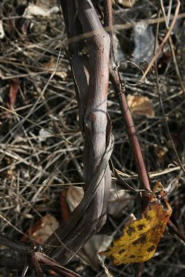 Vitis labrusca (Fox Grape), bark, stem, tendril