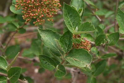 Viburnum ×carlcephalum (PP 776) (Fragrant Snowball), leaf, spring