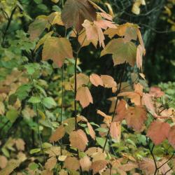 Viburnum acerifolium (Maple-leaved Viburnum), habit, fall, leaf, fall