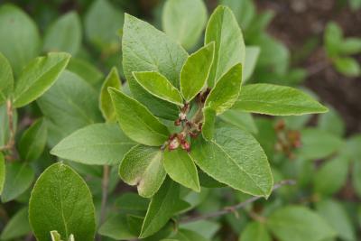 Viburnum 'Mohawk' (Mohawk Viburnum), leaf, spring