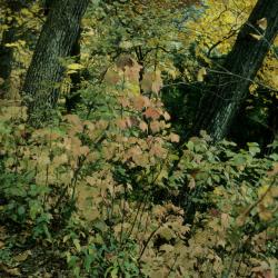 Viburnum acerifolium (Maple-leaved Viburnum), habitat, habit, fall