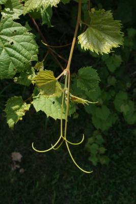 Vitis riparia (Riverbank Grape), tendril