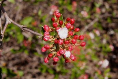 Viburnum 'Mohawk' (Mohawk Viburnum), bud, flower