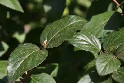 Viburnum ×carlcephalum (PP 776) (Fragrant Snowball), leaf, summer