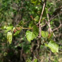 Vitis riparia (Riverbank Grape), leaf, spring, inflorescence
