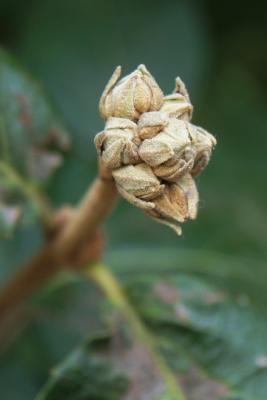 Viburnum ×carlcephalum (PP 776) (Fragrant Snowball), bud, flower