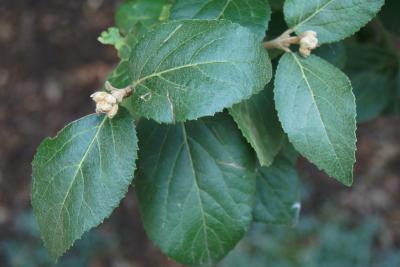 Viburnum ×carlcephalum (PP 776) (Fragrant Snowball), leaf, summer
