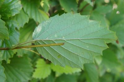 Viburnum dentatum (Southern Arrowwood), leaf, lower surface