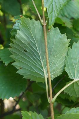 Viburnum dentatum (Southern Arrowwood), leaf, lower surface