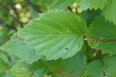 Viburnum dentatum (Southern Arrowwood), leaf, upper surface
