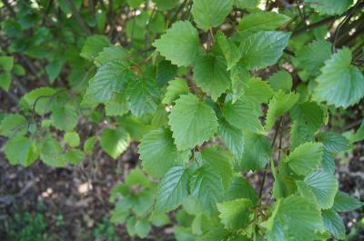Viburnum dentatum (Southern Arrowwood), leaf, summer