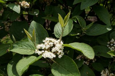 Viburnum lantana 'Mohican' (Mohican Wayfaring Tree), inflorescence