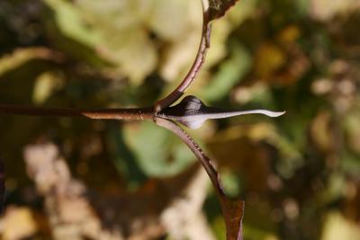 Viburnum lentago (Nannyberry), leaf, petiole