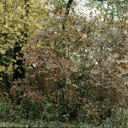 Viburnum rafinesquianum (Downy Arrowwood), habitat, habit, fall