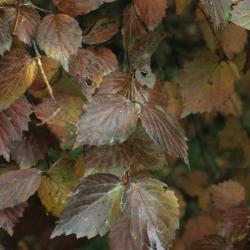 Viburnum rafinesquianum (Downy Arrowwood), leaf, fall