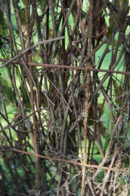 Brunnichia cirrhosa (Buckwheat-vine), bark, twig