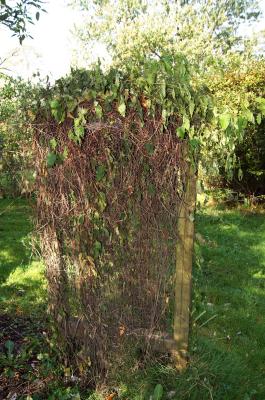 Brunnichia cirrhosa (Buckwheat-vine), habit, fall