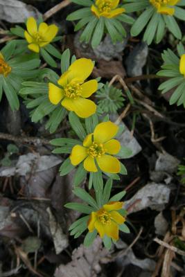 Eranthis hyemalis (Winter Aconite), habit, spring, flower, full