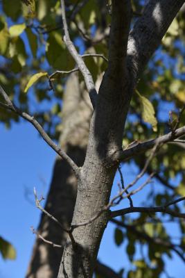Eucommia ulmoides (Hardy Rubber-tree), bark, branch