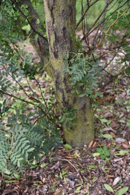 Gleditsia caspica (Caspian-locust), bark, trunk