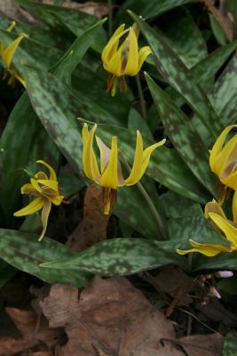 Erythronium americanum (Yellow Trout-lily), habit, spring