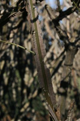 Euonymus alatus (Burning Bush), bark, twig, bud, lateral
