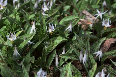 Erythronium albidum (White Trout-lily), habit, spring, flower, full