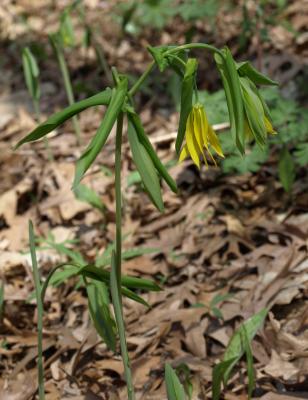 Uvularia grandiflora (Bellwort), habit, spring, flower, side