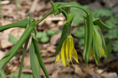 Uvularia grandiflora (Bellwort), habit, spring, flower, side