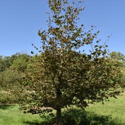 Tilia platyphyllos (Big-leaved Linden), habit, fall