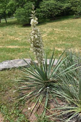 Yucca angustissima var. angustissima (Narrow-leaved yucca), inflorescence