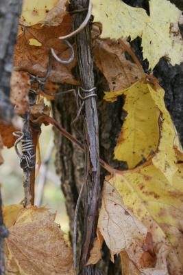 Vitis riparia (Riverbank Grape), bark, twig, tendril