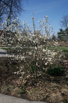 Viburnum farreri (Fragrant Viburnum), habit, spring
