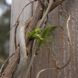 Wisteria macrostachya (Kentucky Wisteria), bark, branch, leaf, spring