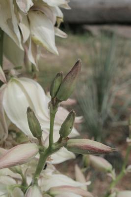 Yucca angustissima var. angustissima (Narrow-leaved yucca), bud, flower