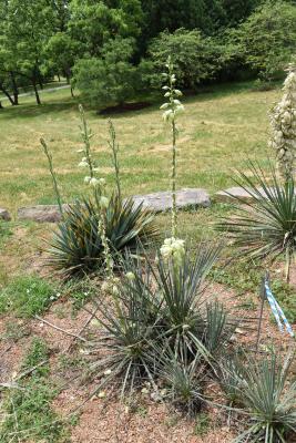 Yucca glauca (Soapweed), habit, summer