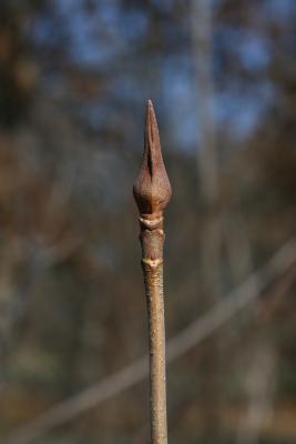 Viburnum lentago (Nannyberry), bud, terminal, bud, flower