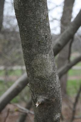 Zanthoxylum americanum (Prickly-ash), bark, trunk