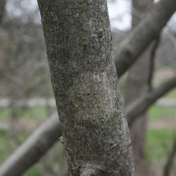 Zanthoxylum americanum (Prickly-ash), bark, trunk